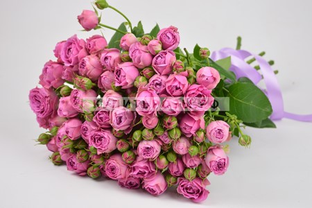 Кустовые пионовидные розы Мисти Баблс купить в Москве недорого